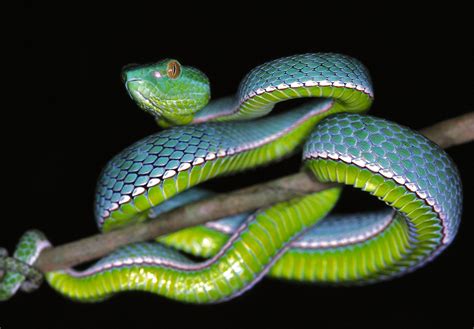 Vogel's Pit Viper (Trimeresurus vogeli) juvenile | Pit viper, Reptile snakes, Beautiful snakes