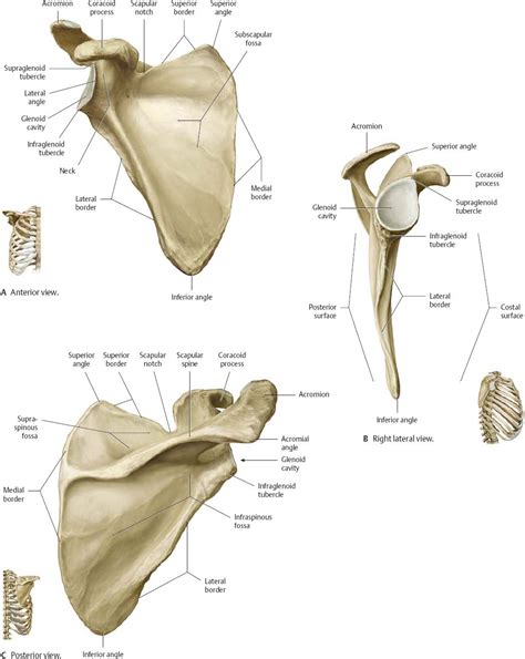 Anatomy Of Scapula 3186 | The Best Porn Website