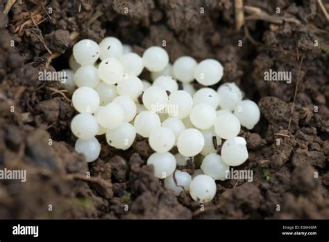 Worm eggs hi-res stock photography and images - Alamy