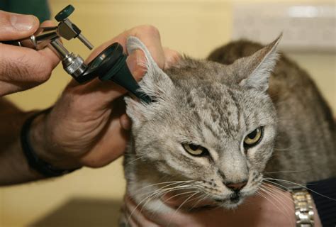 How To Check For Ear Mites In Cats - ThePetsAbout