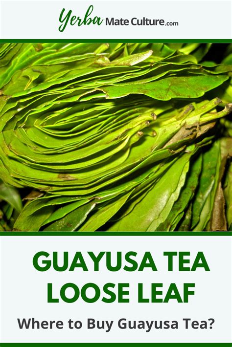 Guayusa Tea Loose Leaf - Where to Buy Guayusa Tea? | Loose leaf ...