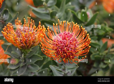 Protea flowers in the Kirstenbosch National Botanical Gardens in Cape ...