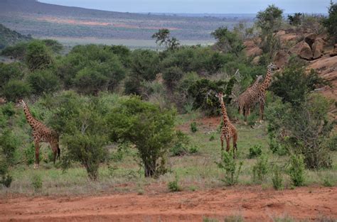 Conservation - African Elephant Conservation Research Foundation