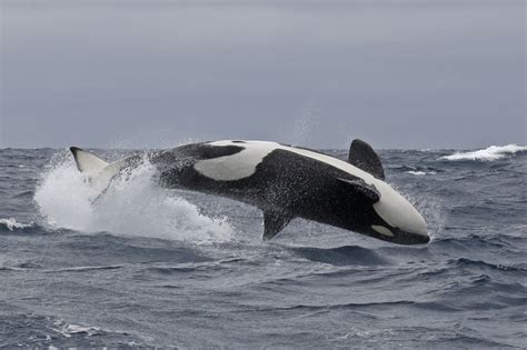 ORCA vs PILOT WHALES! | Naturaliste Charters