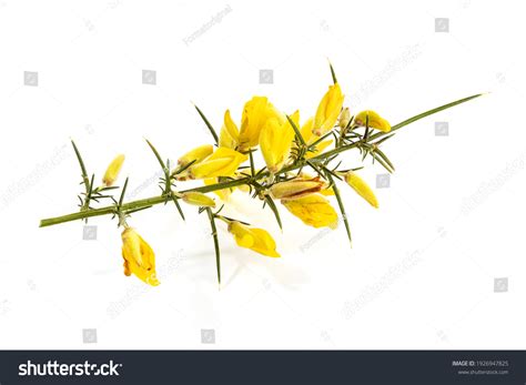 4,818 Gorse Flower Images, Stock Photos & Vectors | Shutterstock