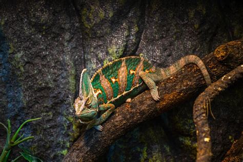 Camaleão em um galho exposição de animais de terrário espécies de lagarto | Foto Premium