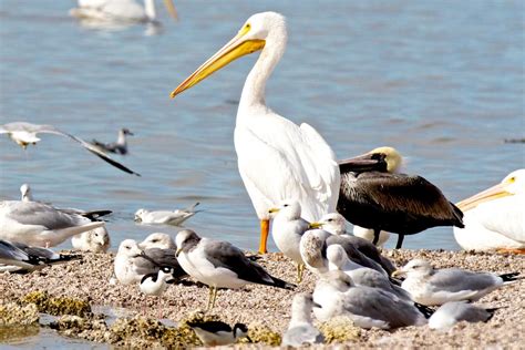 Salton Sea | Audubon California