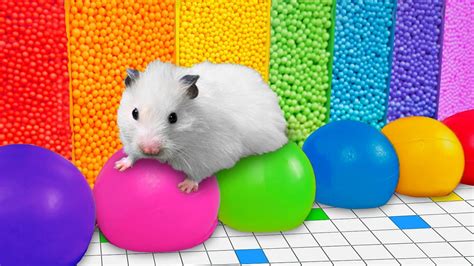 🌈 Colorful Hamster Maze with Balloons 💀 [OBSTACLE COURSE] - YouTube