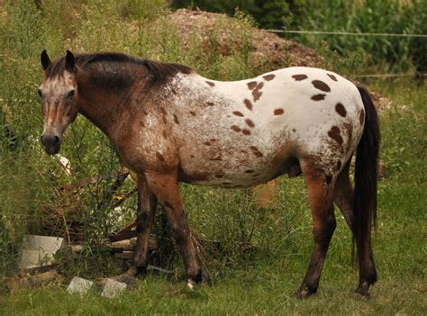 leopard brown appaloosa rdr2 - Google Search | Appaloosa horses, Horses ...