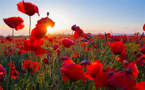 Poppy Field Wallpapers - Wallpaper Cave