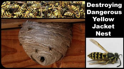 Natural Yellowjacket Control Part Northwest Center For, 52% OFF