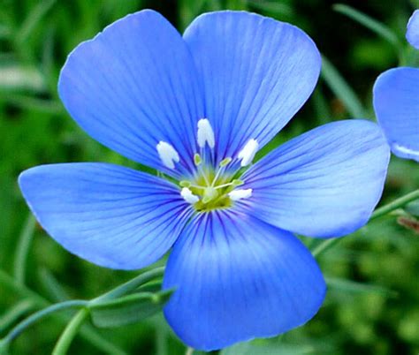 Blue Flax Annual Linum Usitatissimum Organic Seeds