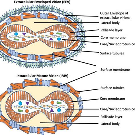 Schematic representation of the Orthopoxvirus replication cycle and ...