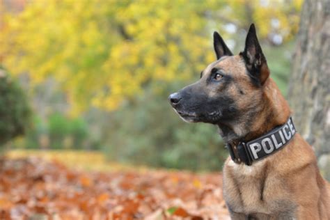 Interesting Facts You Didn't Know About the Belgian Malinois – American ...