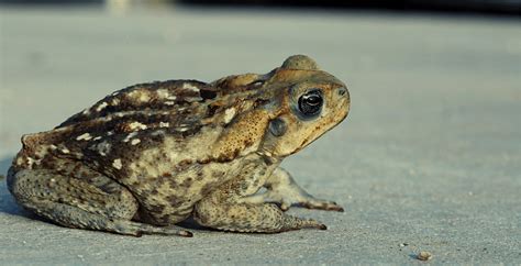 Was Your Dog Poisoned by a Bufo Toad? Tips for Prevention