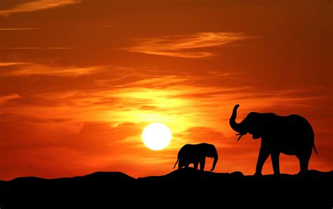 Elephant Sunset Silhouette Free Stock Photo - Public Domain Pictures