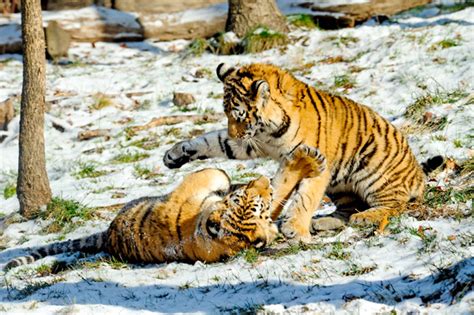 Photo: Tiger cubs playing in the snow