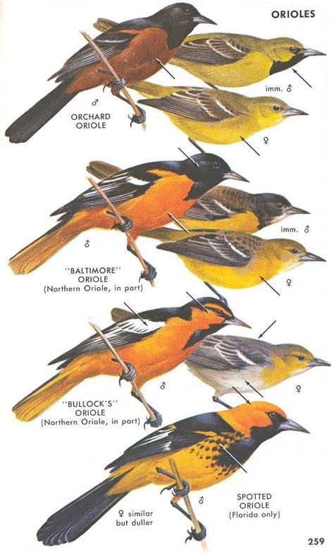 Baltimore Orioles Birds, Oriole Bird, Bird Identification, State Birds ...