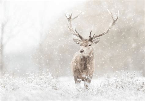 Whitetail Deer In Snow Wallpaper