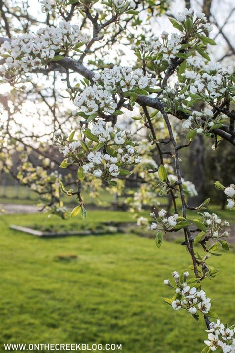 Pear Blossoms + Bartlett Pear Recipes | Pear blossom, Bartlett pears, Blossom