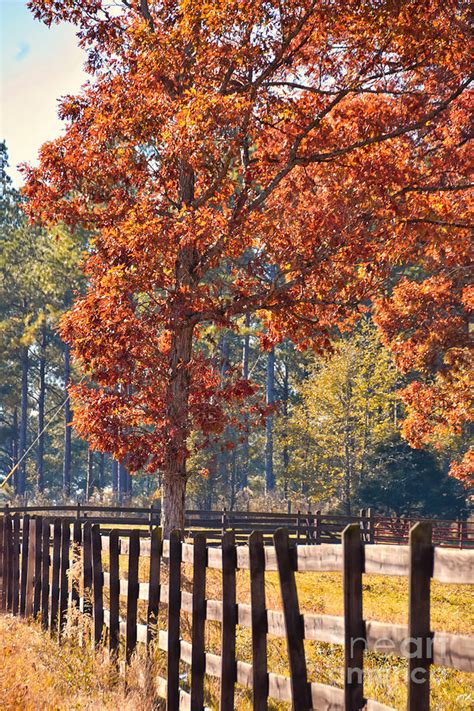 North Georgia Fall Colors 5 Photograph by Andrea Anderegg - Fine Art ...