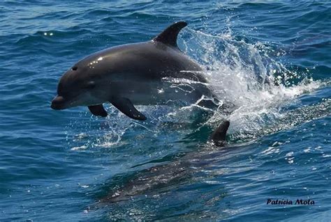 Dolphin on Sado river -Setúbal -Portugal | Dolphins, Setubal, Whale