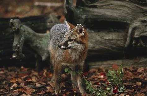 Gray Fox | Habitats and Behavior - All Things Foxes