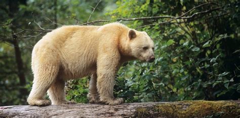 The Beautiful and Rare Kermode Bear | Critter Science