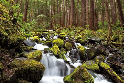 Guide to Olympic National Park | Seattle Met