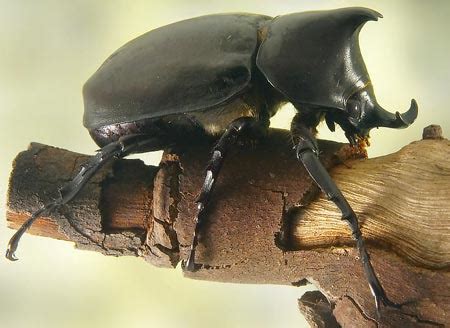 Rhinoceros Beetle - Insects Morphology