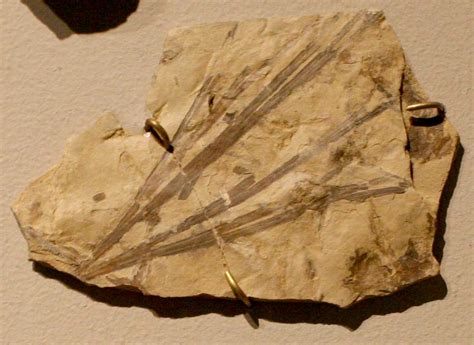 Louisville Fossils and Beyond: Sphenobaiera Plant Fossil from South Africa