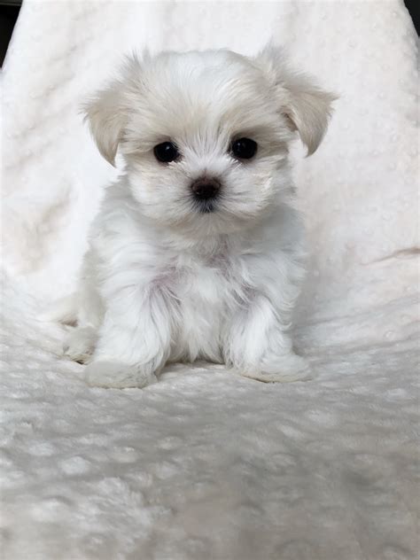 Teacup Maltese short nose puppy for sale! - iHeartTeacups