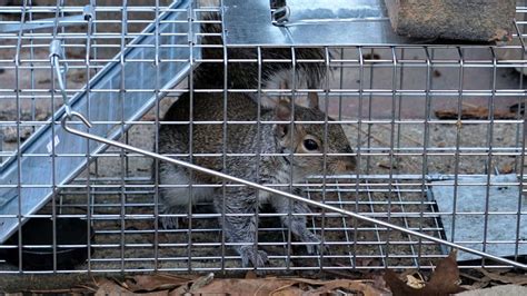 Will a Rat Trap Kill a Squirrel? - Conquer Critters