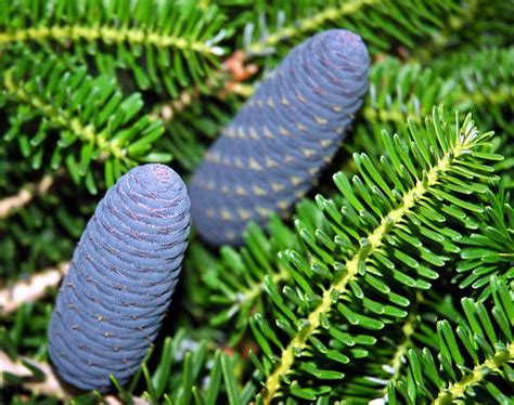 Pin on Nature - Trees - Conifers