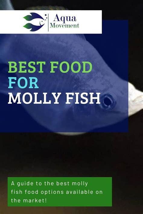 Best Fish Food for Mollies - Top 5 Review | Aqua Movement