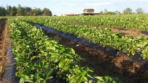 Mabes Berry Farm - Farm, Strawberries, Pick Your Own