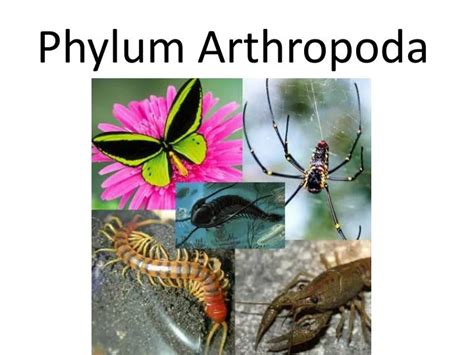 Filum Arthropoda