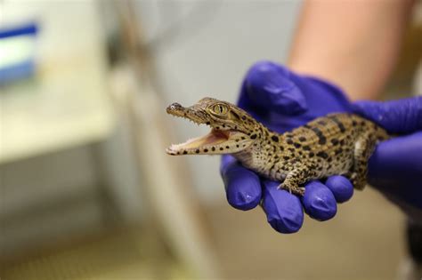 Five endangered Cuban crocs hatch at Smithsonian's Zoo | Fox News