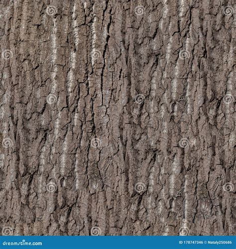 Bark Seamless Texture. Stock Photography | CartoonDealer.com #56368778