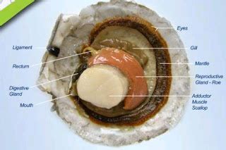 News in Proteomics Research: Mmmm....scallops.....