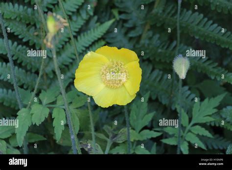 Yellow poppy flower Stock Photo - Alamy