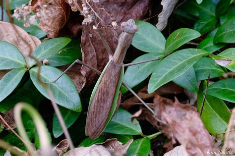 how to tell the difference between a Chinese Mantis and Carolina Mantis | Kim Smith Films