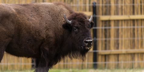 It's Bison, Not Buffalo. And Other American Bison Facts | Smithsonian's ...