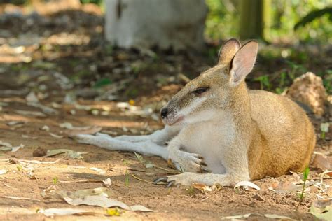 What animals can you see in Kakadu National Park? - The Wildlife Diaries