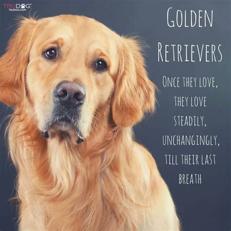 Golden Retriever Quotes - ShortQuotes.cc