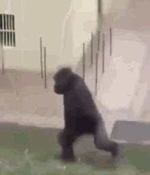 √ダウンロード i love you baby gorilla meme 252153-I love you baby gorilla meme - Pixtabestpictxisw