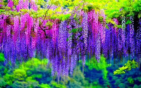 Mail2Day: 100 Years Old | Beautiful Wisteria in Japan