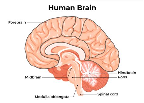 What is Nervous System? - Structure, Functions & Types - GeeksforGeeks