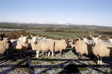 Cheviot Sheep Breed Information: Is This Intelligent Sheep Right for Your Farm?