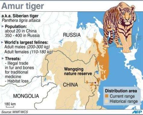 Evaluable Compadecerse Monumento siberian tiger habitat map sentar cura ...